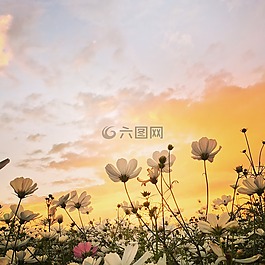 日落,花,春