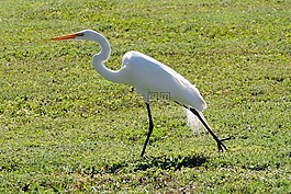 白鷺,鳥,野生動物