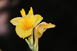 百合,關(guān)于,花