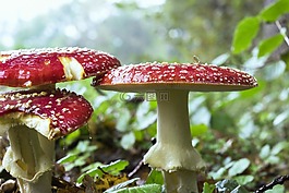 fliegenpliz,蘑菇,森林