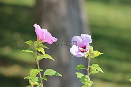 花,廠,多年生