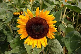 太陽花,黃色,花