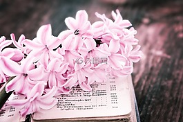 花,風(fēng)信子,粉紅色