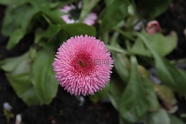 自然,植物區(qū)系,花