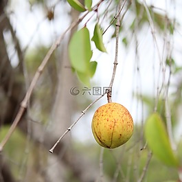 mangaba,塞尔希培州,巴西