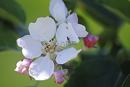 蘋果花,昆蟲,特寫