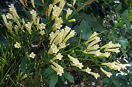 爆竹廠,珊瑚的植物,花