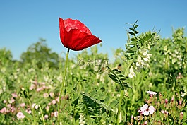 klatschmohn,罌粟花,罌粟
