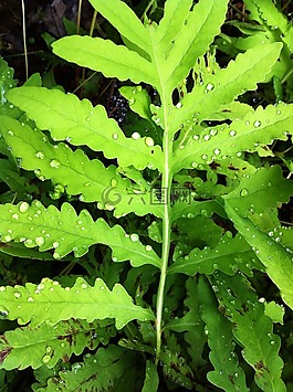 蕨類植物,植物,綠色