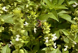 蜜蜂,性質(zhì),羅勒