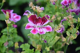 花紅色白色,花園,地塊
