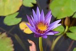 花,植物區(qū)系,公園