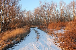 路径,冬天,雪