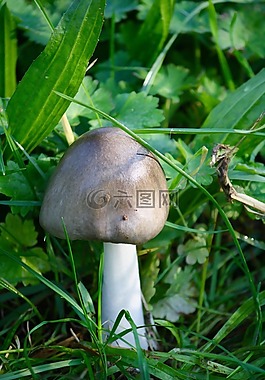 真菌,性質(zhì),林