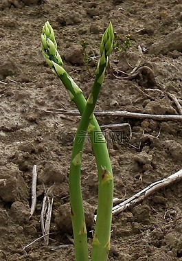 蘆筍,性質(zhì),蔬菜
