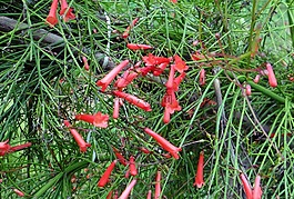 爆竹廠,珊瑚的植物,花
