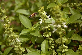 蜜蜂,性質(zhì),羅勒