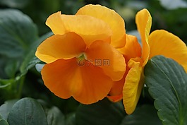 花,黃色,性質(zhì)
