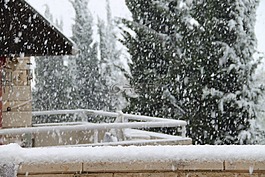 雪,樹,水