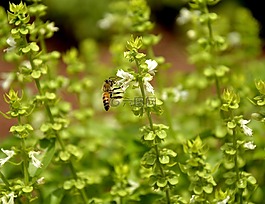 蜜蜂,性質(zhì),羅勒