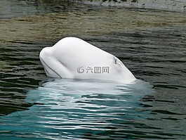 白鯨,海洋哺乳動物,動物