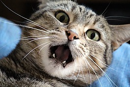 猫,惹恼了,katzenkopf