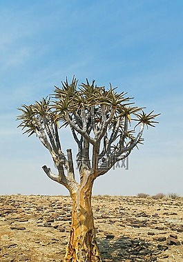 箭袋樹,非洲,納米比亞