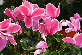 鲜花,粉红色白色,jardiniere