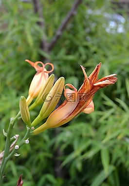 黃花菜,橙色,芽