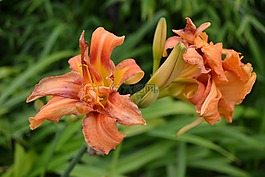 黃花菜,橙色,虎百合