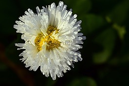 雛菊,鵝花,白