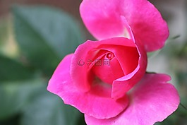 花,粉色,粉紅色的花朵