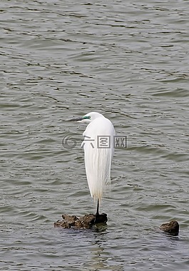 動物,河,水