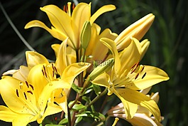 花,黃色,黃色的花