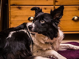 邊框,牧羊犬,狗