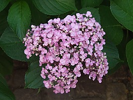 八仙花,鲍尔绣球花,鲜花
