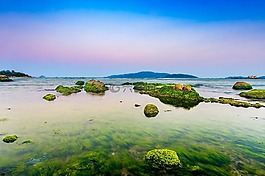 女王,吻,芽