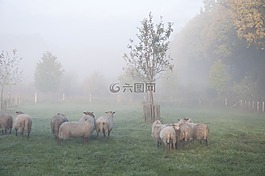 羊,霧,動(dòng)物