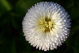 雛菊,鵝花,白