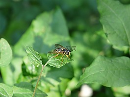 syrphide,hoverfly,黃蜂