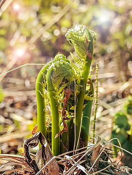 蕨類植物,植物,自然