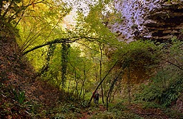 游覽,林,val borago