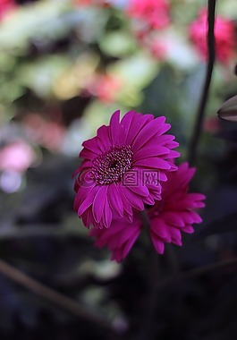 花,粉紅色,春