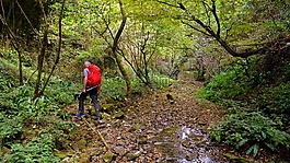 游覽,林,val borago