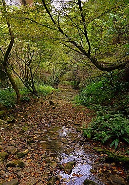 游覽,林,val borago