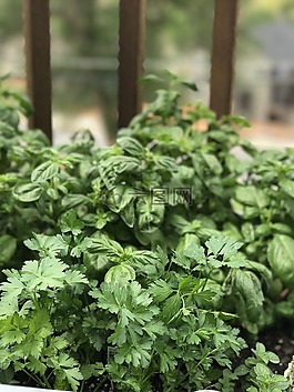 中药,植物,花园