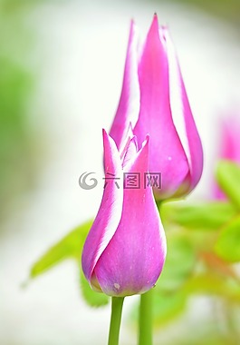 郁金香,紫,粉紅色