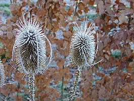 冬天,kaardebol,性質(zhì)