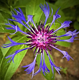 花,矢車(chē)菊,藍(lán)色的花瓣