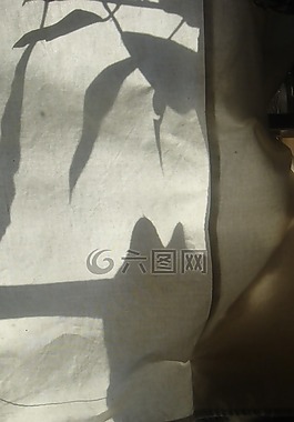 陰影,太陽,貓